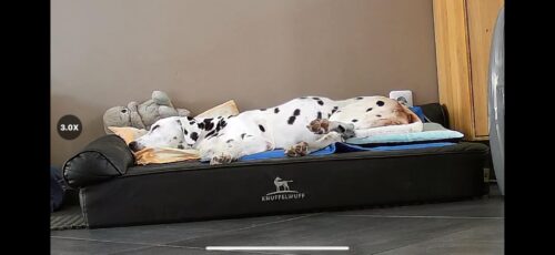 Imou Rex 3D 3K (5MP) Caméra Surveillance WiFi Intérieure 360° - Détection IA Humains/Animaux, Suivi Intelligent BabyPhone Audio Bidirectionnel Noire photo review